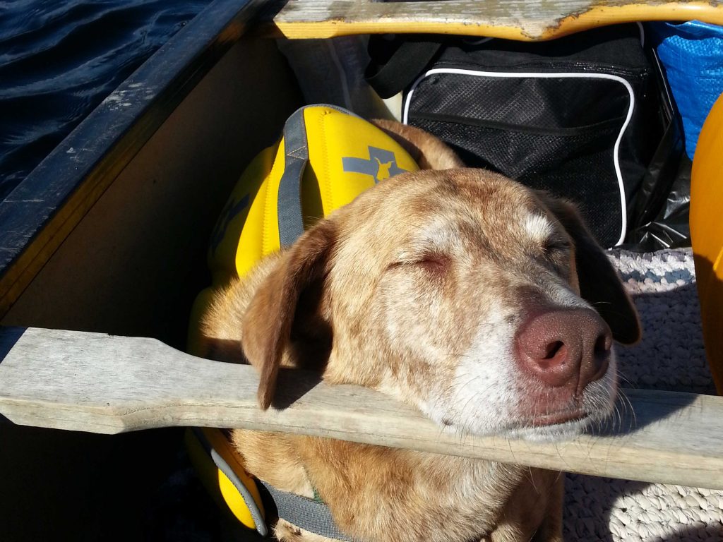 dog life jacket