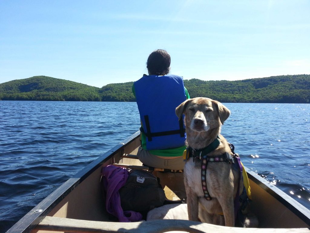 best life jacket for dogs