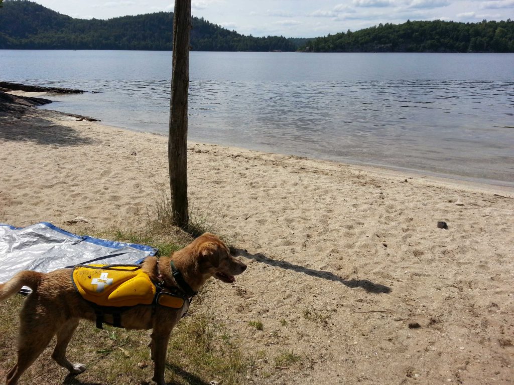 life vest for dogs